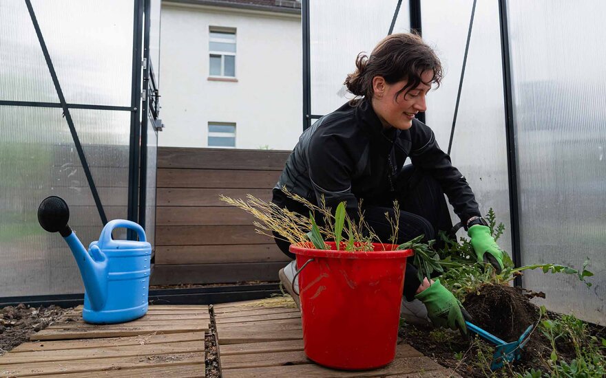 Junge Frau, die im Hochschulgarten im Gewächshaus arbeitet.