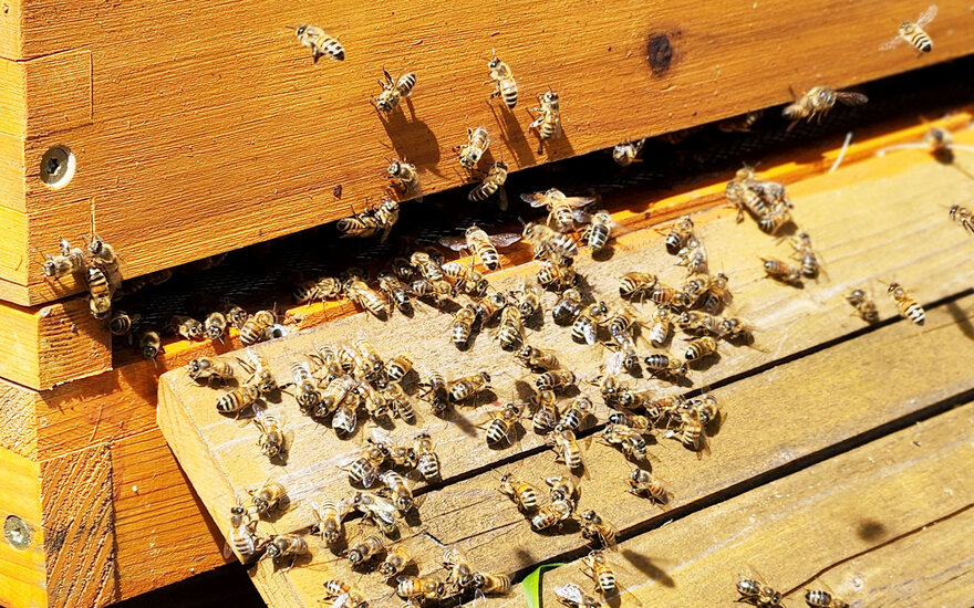 Bienen an einem Bienenstock