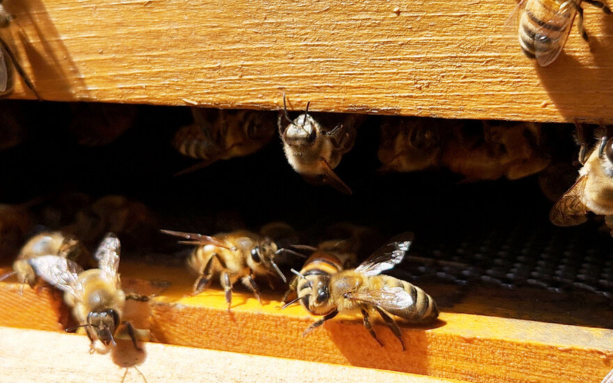 Bienen an einem Bienenstock