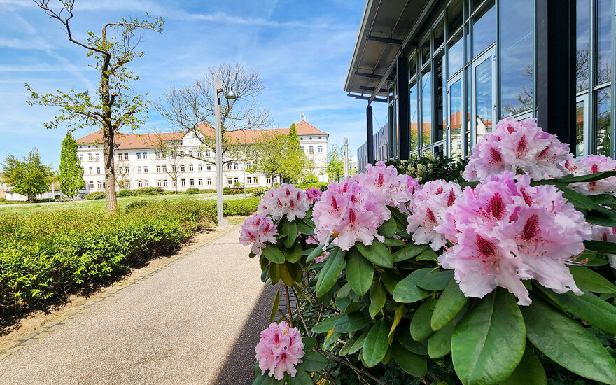 Wiese, Blumen und ein Hochschulgebäude