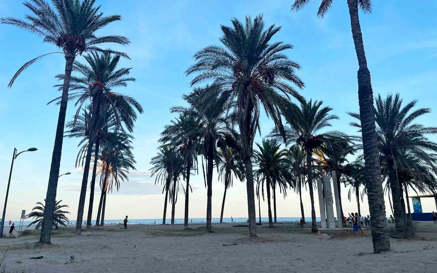 Strand mit Palmen