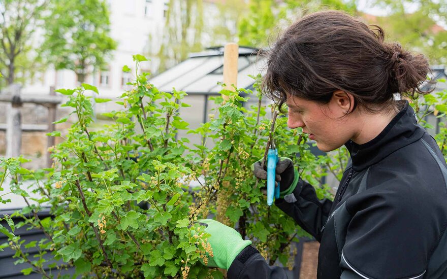 Junge Frau, die im Hochschulgarten arbeitet