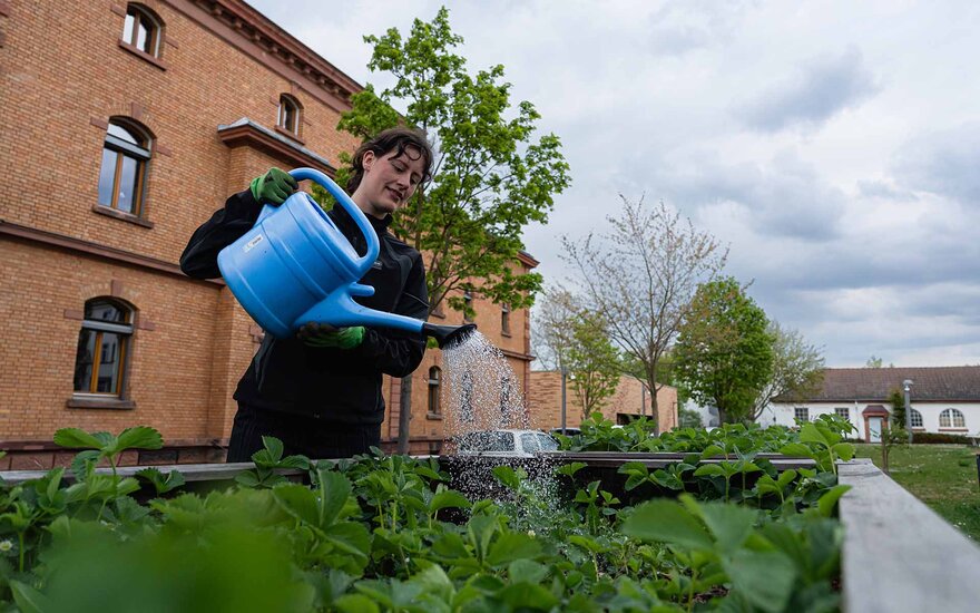 Eine junge Frau, die den Hochschulgarten mit blauer Gießkanne gießt