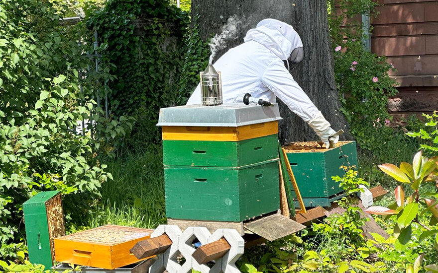 Imker bei der Arbeit an einem Bienenstock