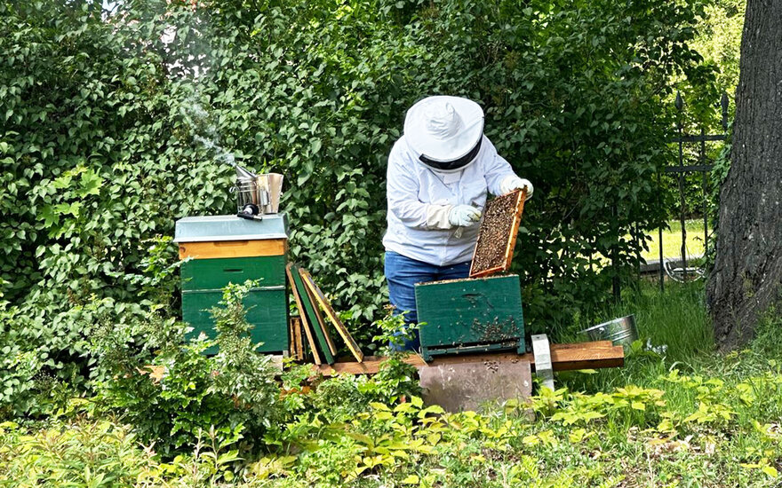 Imker bei der Arbeit an einem Bienenstock