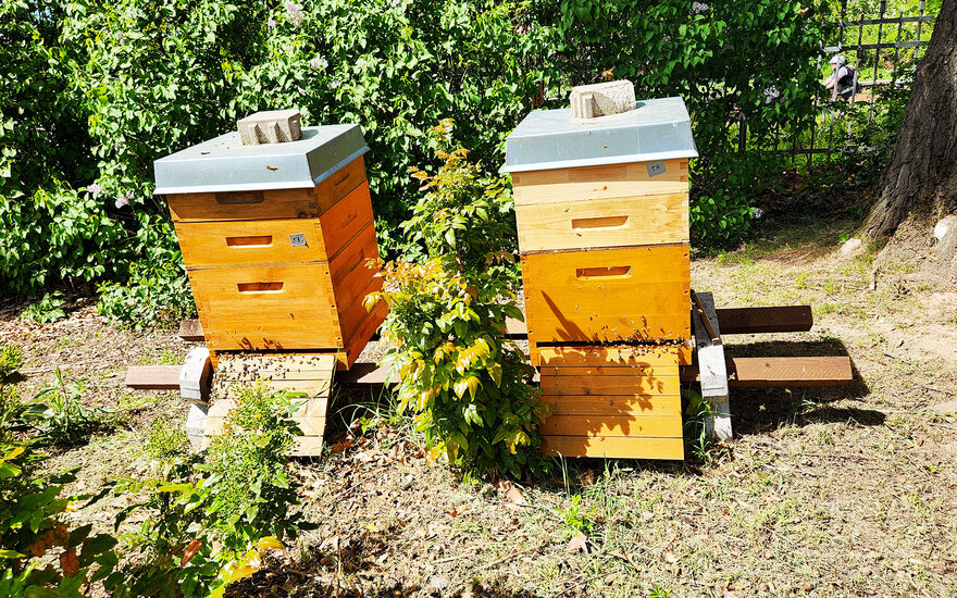 Zwei Bienenstöcke