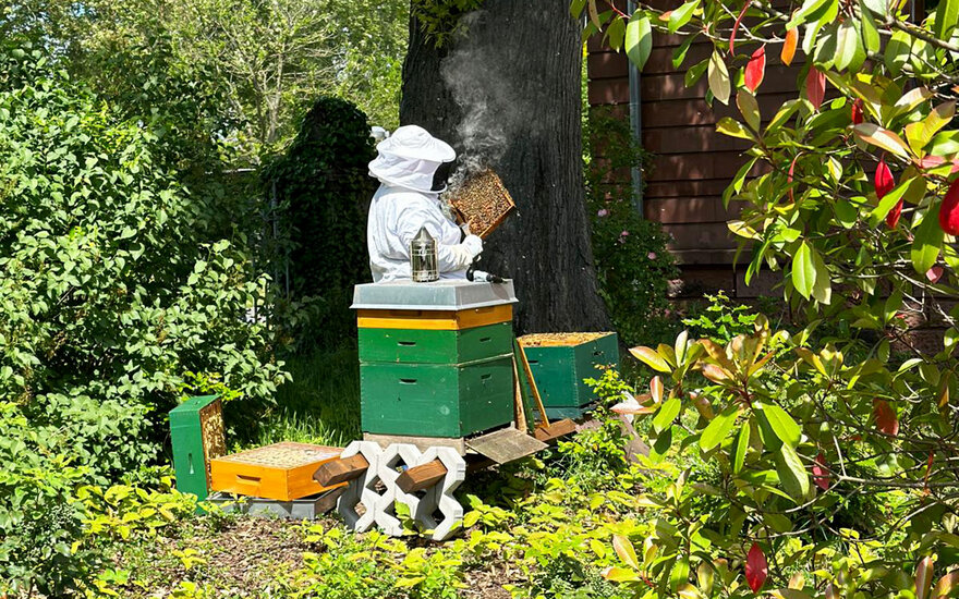 Imker bei der Arbeit an einem Bienenstock